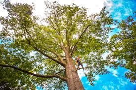 Seasonal Cleanup (Spring/Fall) in Chauvin, LA