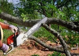 How Our Tree Care Process Works  in  Chauvin, LA