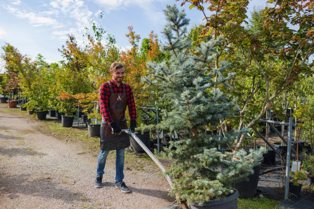 Trusted Chauvin, LA  Tree Services Experts